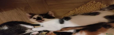 Daisy moo