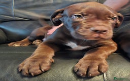 Mastiff dogs for sale: Mastiff Hybrids  - Image 8