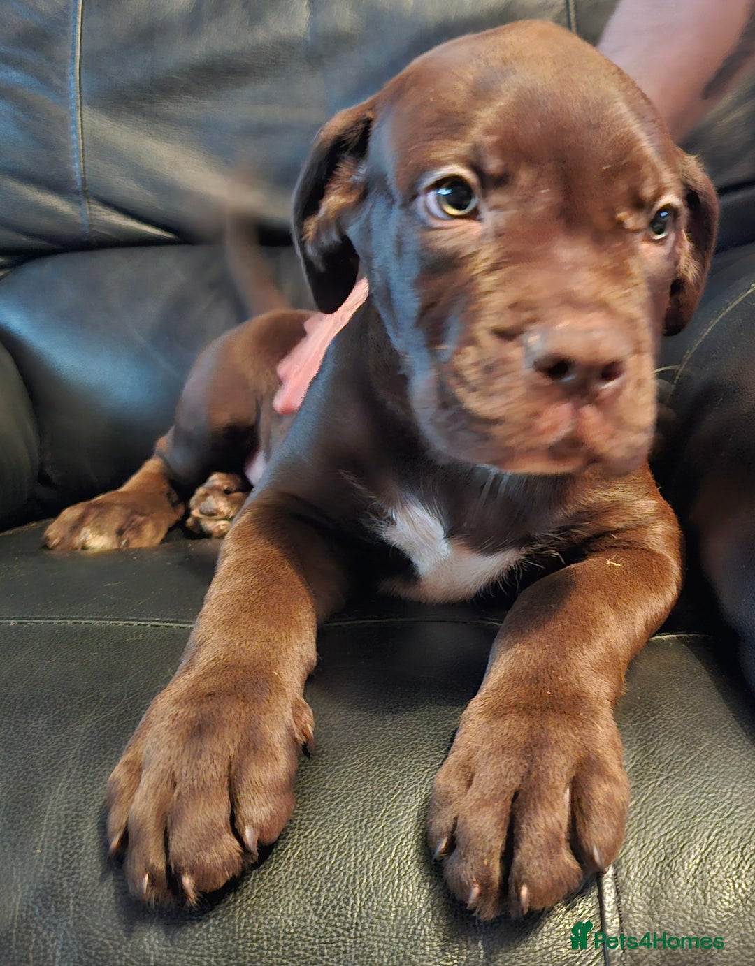 Mastiff dogs for sale: Mastiff Hybrids  - Image 8