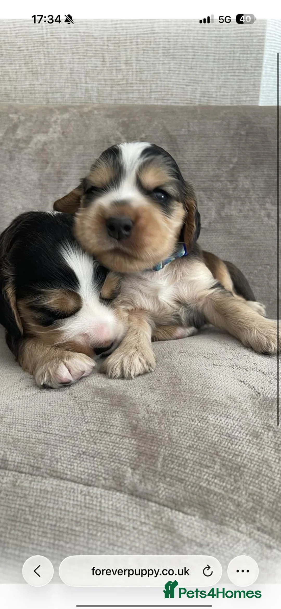 Cocker Spaniel dogs for sale: SHOW COCKER SPANIELS - Advert 36