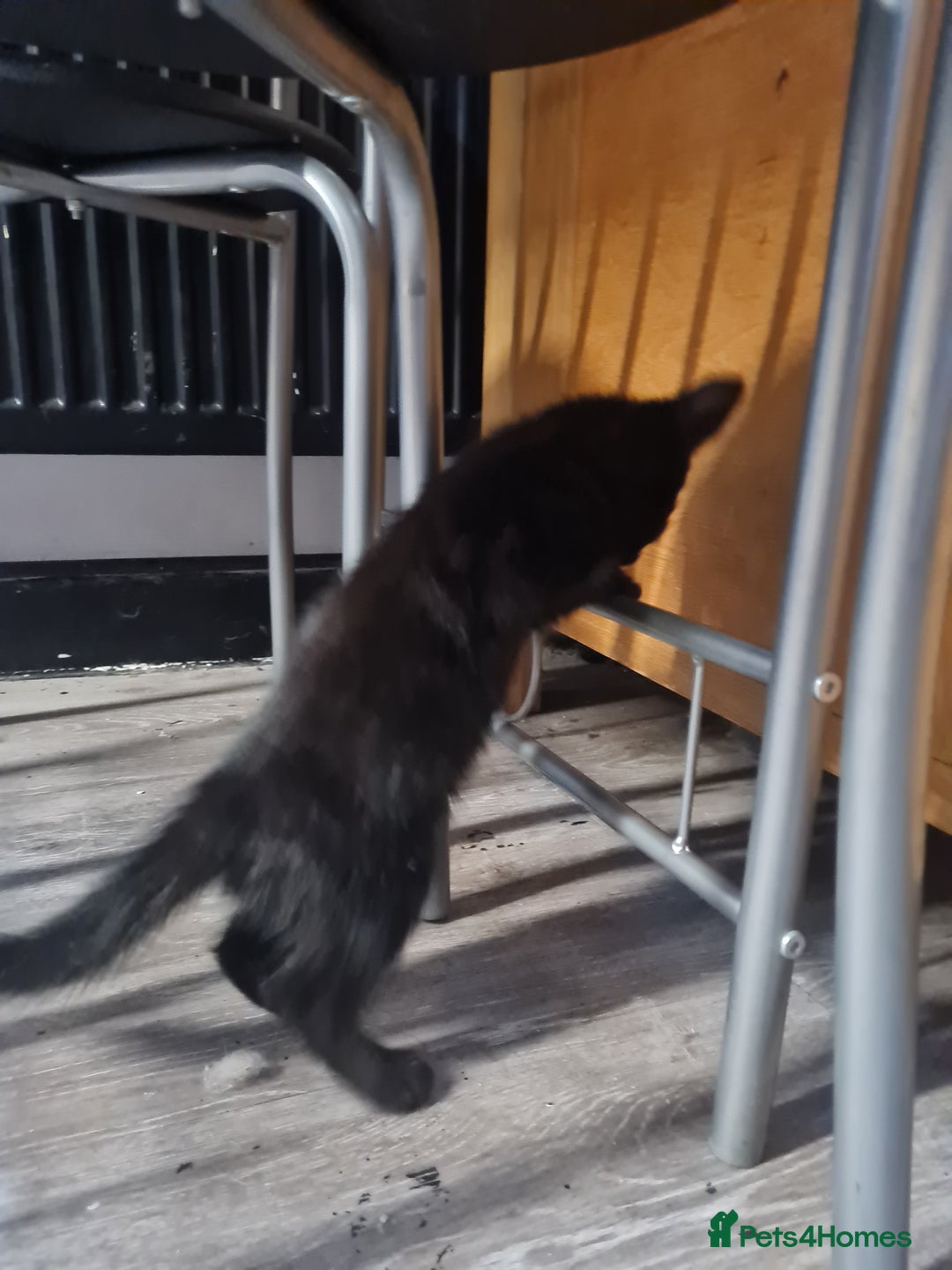 Mixed Breed cats for sale: Not 50 pound read avert. 2 baby's blacks left  - Image 2