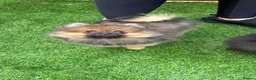 Pomeranian dogs for sale: 2 stunning male Pomeranian ready for new homes now - Advert 15