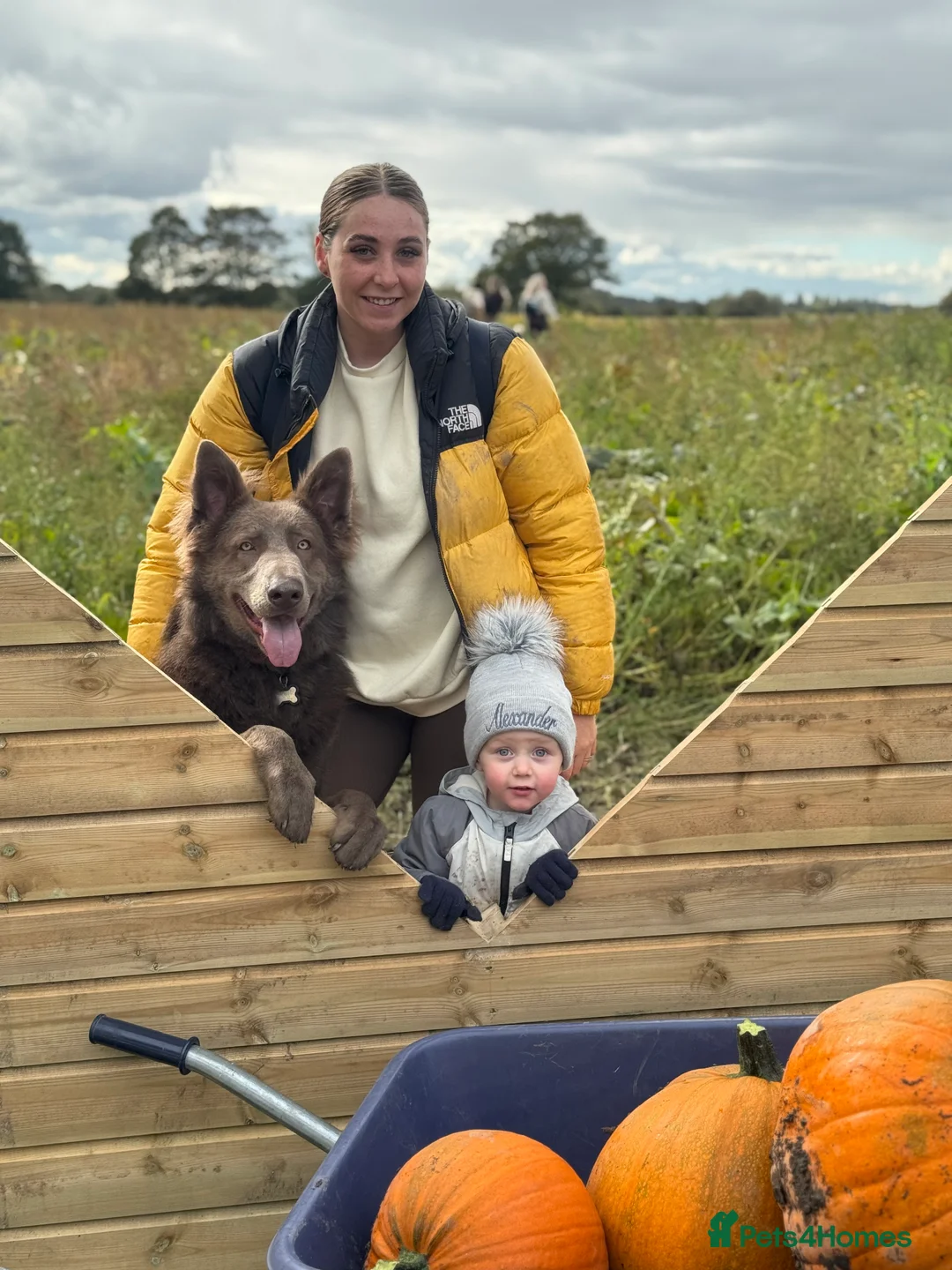 German Shepherd dogs for stud: 🐾 Meet Chase! Now available for STUD! 🐾 - Advert 6