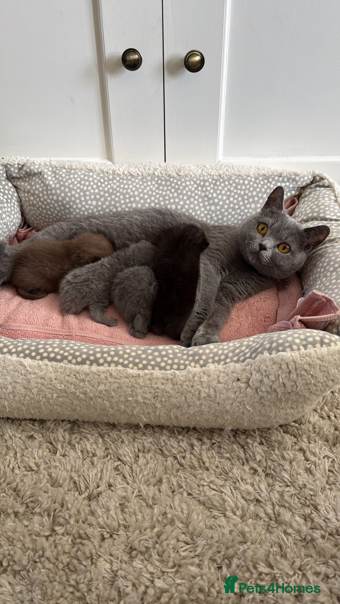 British Shorthair cats Stunning British short hair kittens  - Advert 2