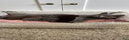British Shorthair cats for sale: Stunning British short hair kittens  - Advert 6