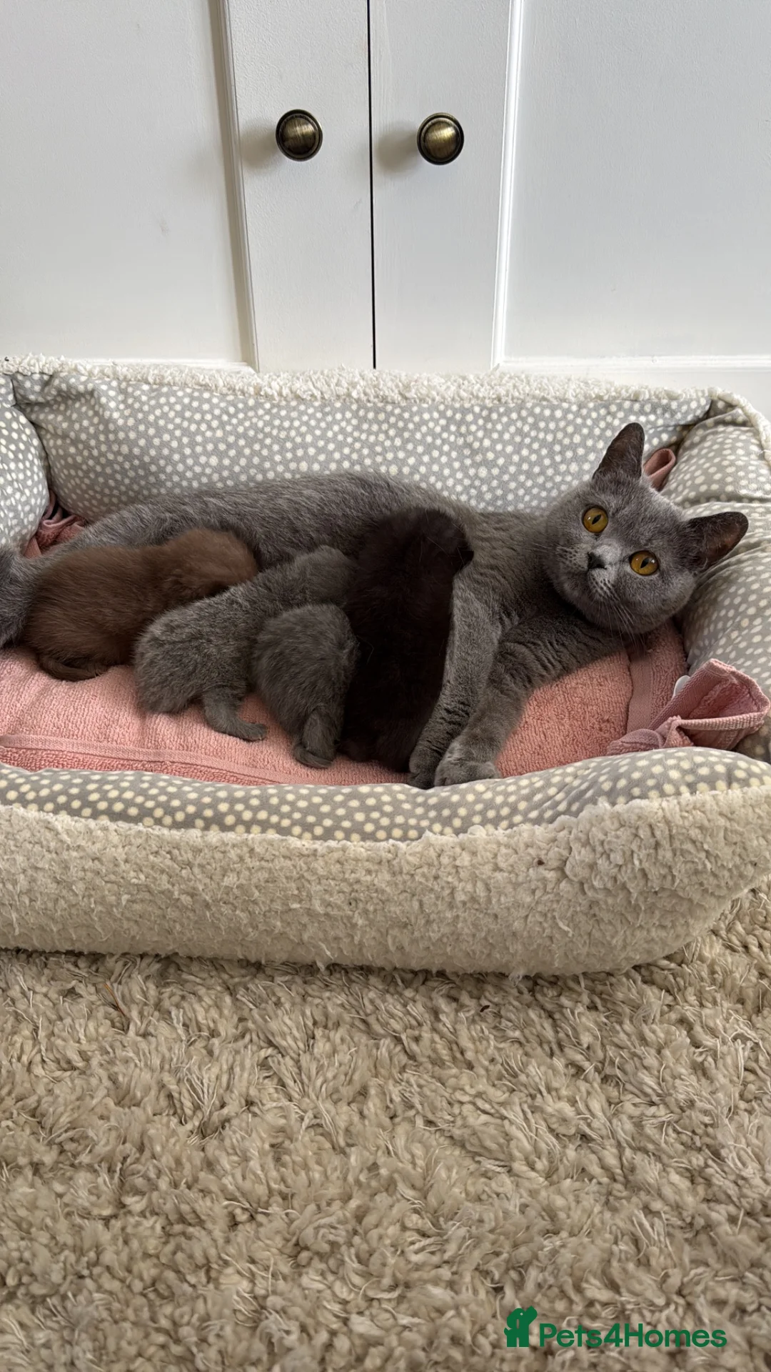 British Shorthair cats for sale: Stunning British short hair kittens  - Advert 6