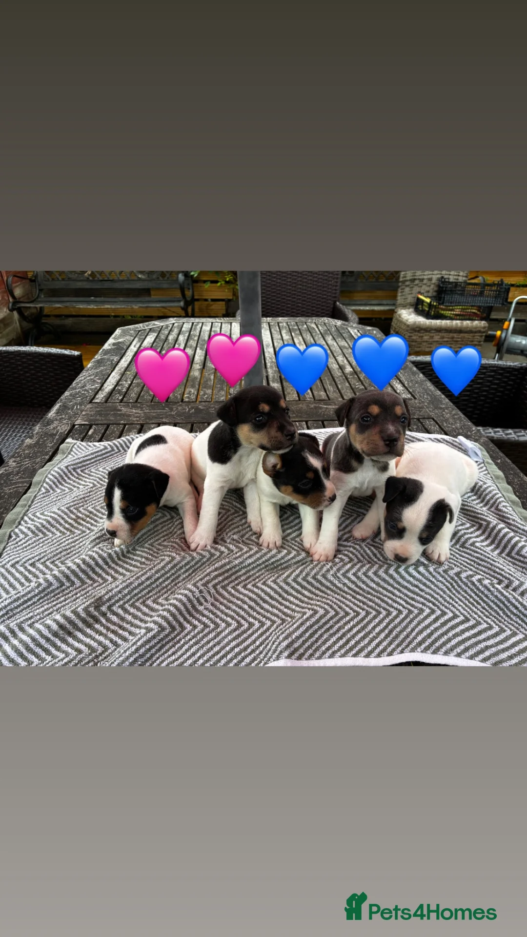 Jack Russell dogs for sale: Jack russel puppies for sale - Advert 2