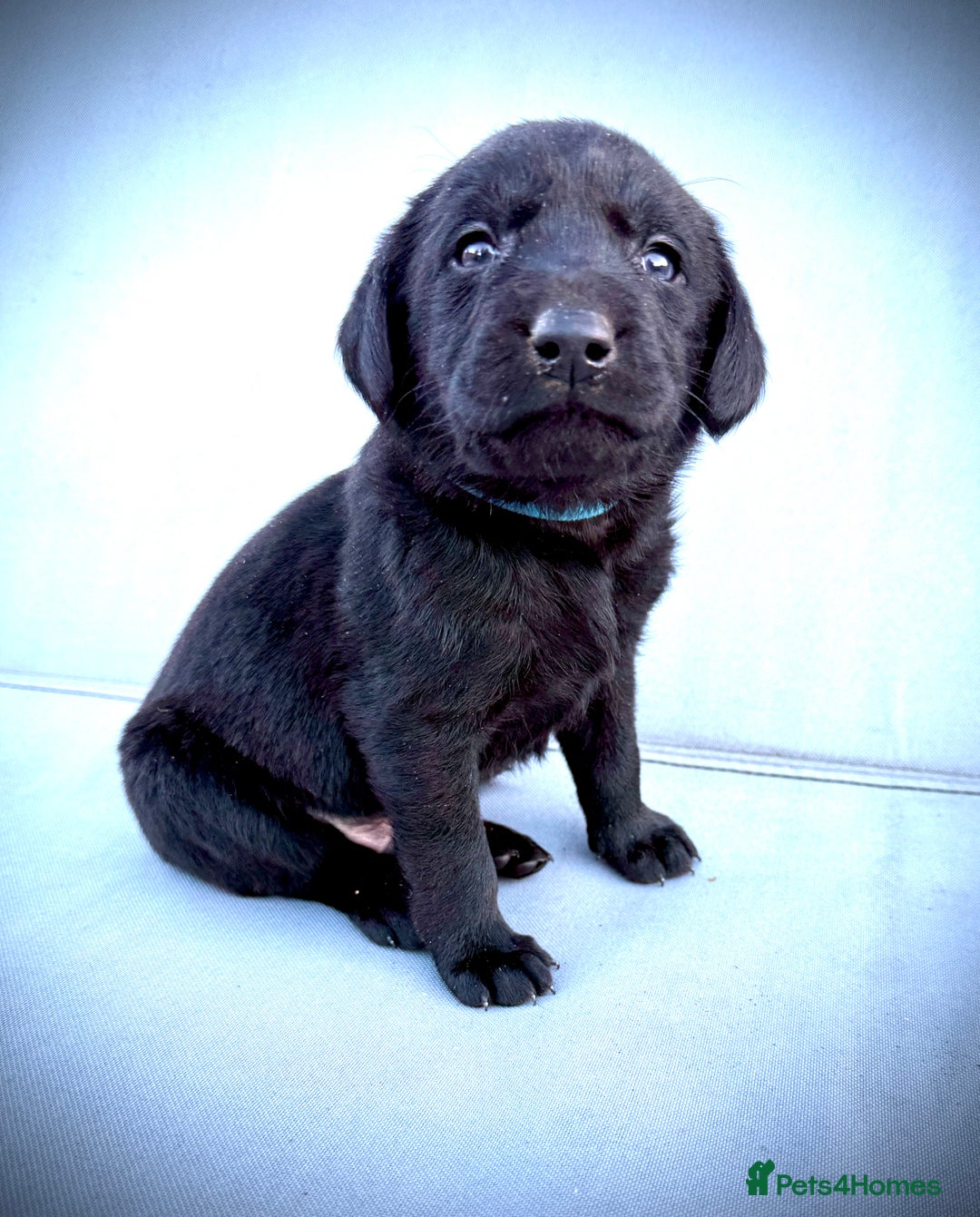 Labrador Retriever dogs for sale: ✨Gorgeous Labrador Puppies Ready for New Homes! ✨ - Image 14