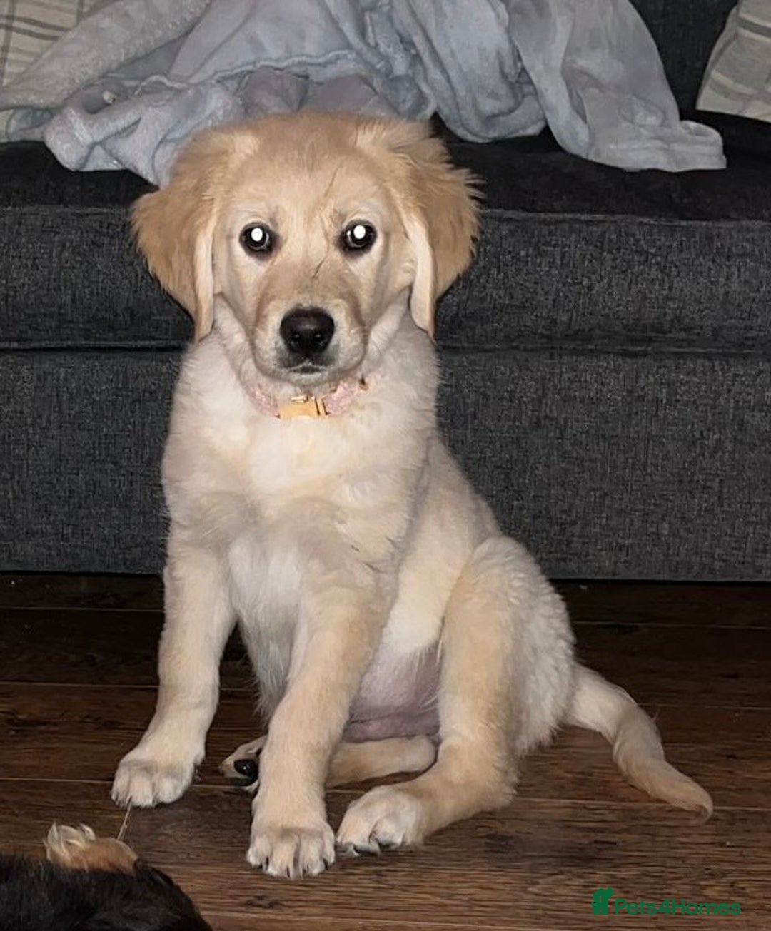 Golden Retriever dogs for sale: 14week old golden retriever  - Advert 6