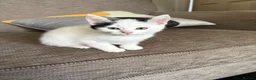 Mixed Breed cats for sale: Binksy and Bobo - Advert 1