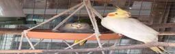 Cockatiels birds for sale: Baby cockatiel  in Stoke-on-Trent - Advert 4