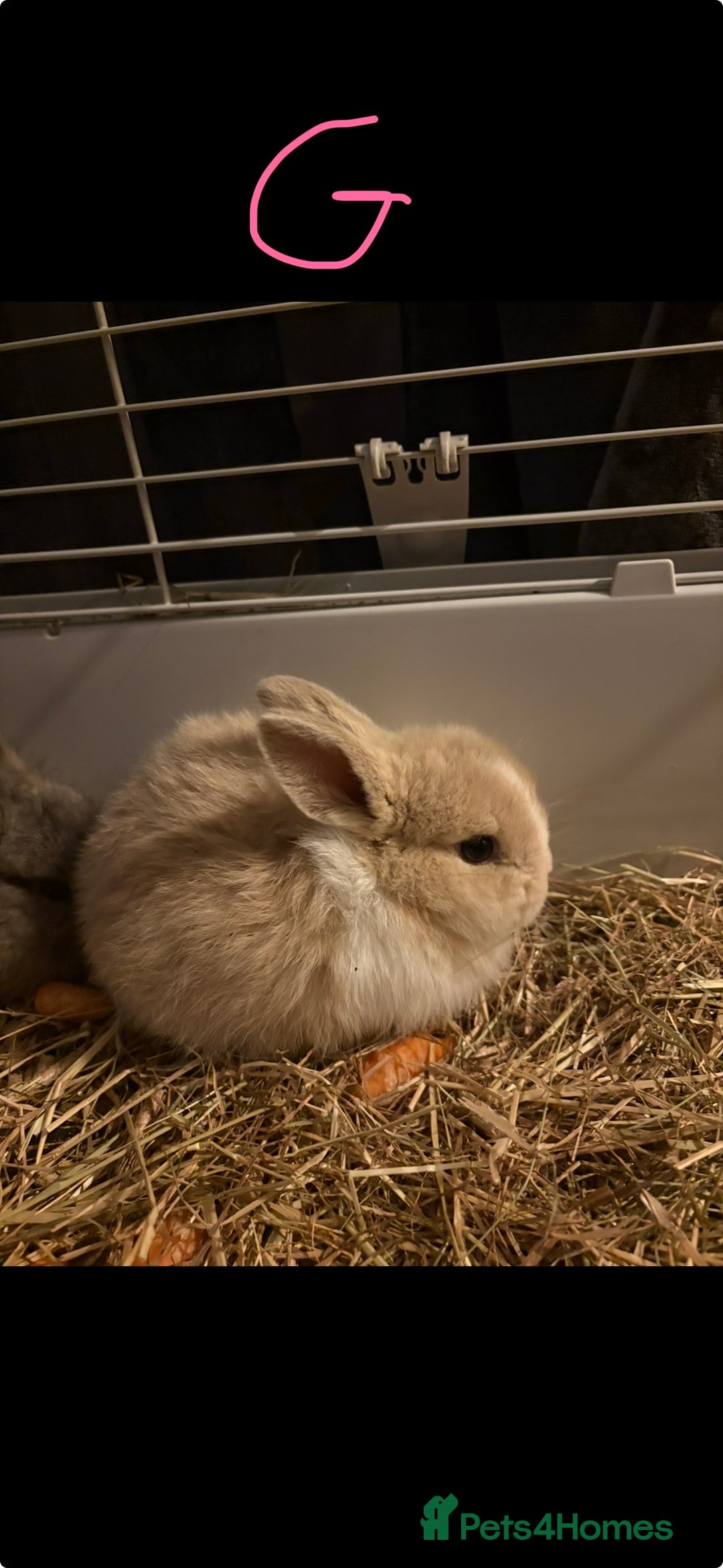 Lionhead rabbits for sale: Lion head cross mini lop  - Advert 3