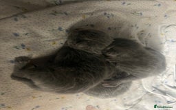 Russian Blue cats for sale: Adorable Russian blue kitten champion bloodline - Image 6