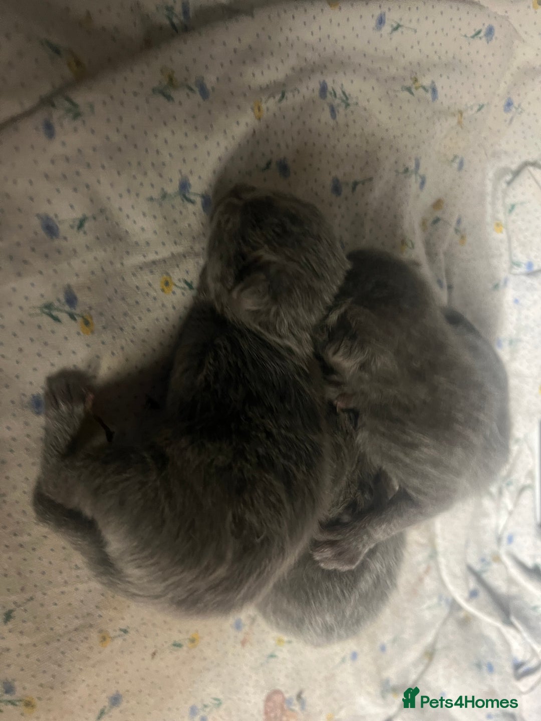 Russian Blue cats for sale: Adorable Russian blue kitten champion bloodline - Image 6