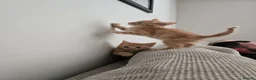 Mixed Breed cats for sale: *READY NOW* ONE LEFT - Advert 6