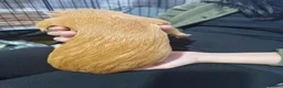 Guinea Pig rodents for sale: Orange guinea pig in London - Advert 6