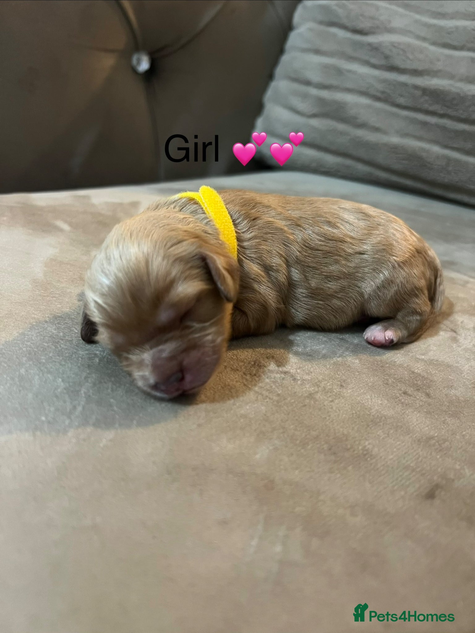 Cavapoo dogs for sale: 5 beautiful cavapoos ready in July 🐶🐶 - Advert 7