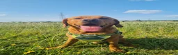 Labrador Retriever dogs for stud: Fox Red Labrador Available for Stud.  - Advert 2