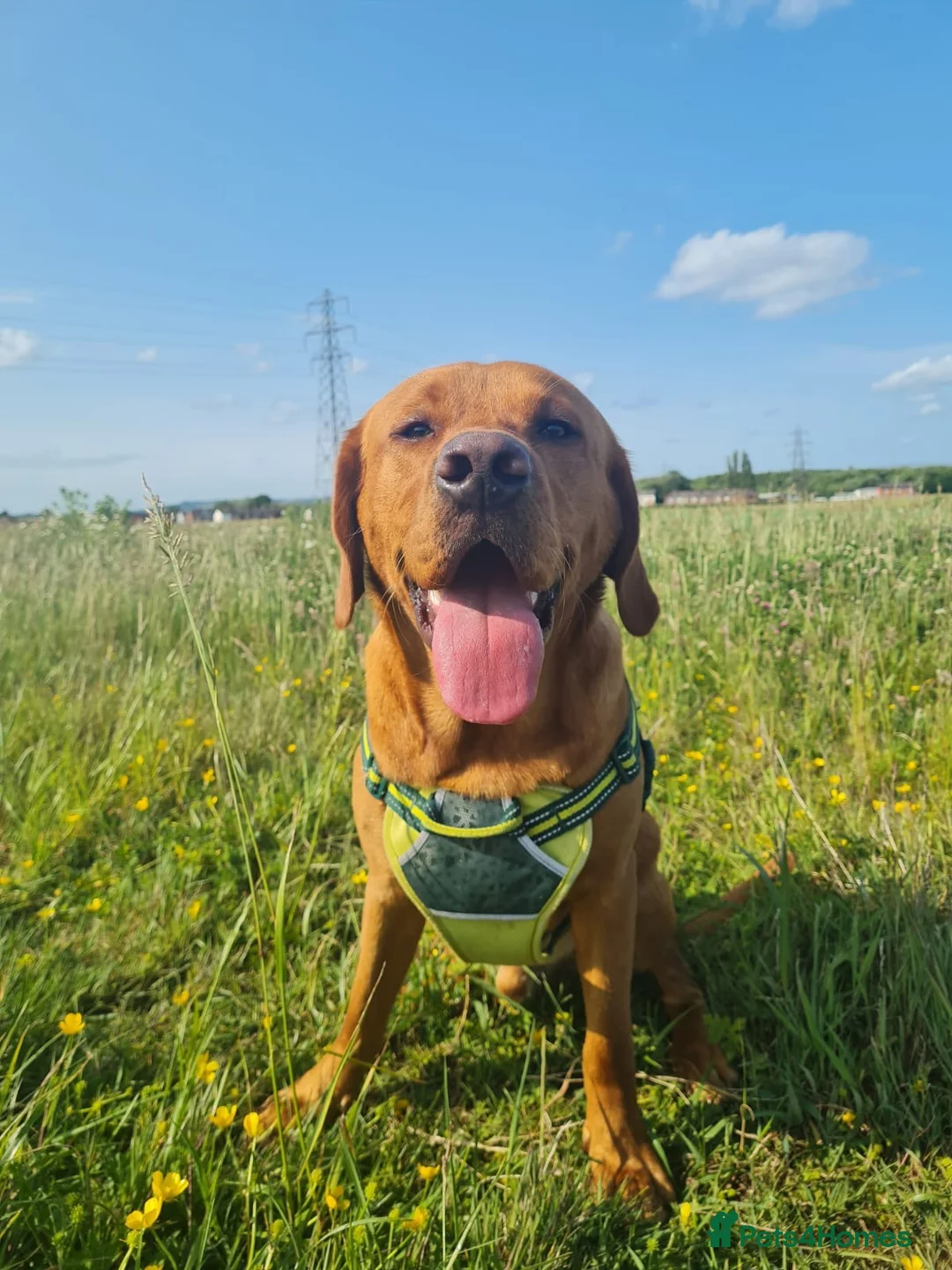 Labrador Retriever dogs for stud: Fox Red Labrador Available for Stud.  - Advert 2