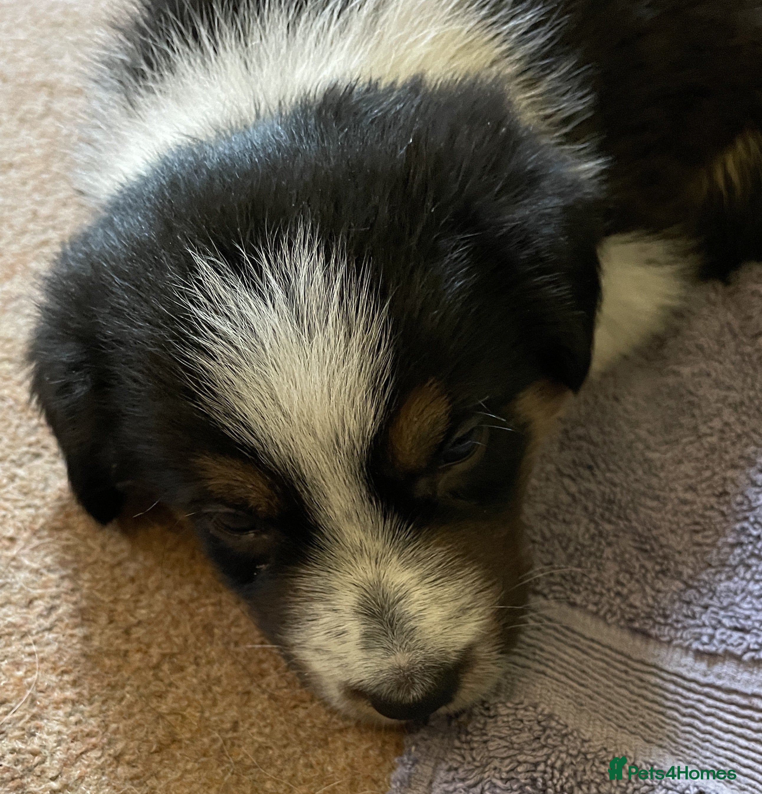 Border Collie dogs Border Collie Puppies Tri Colour - Advert 2