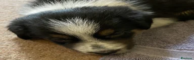 Border Collie 3 SOLD