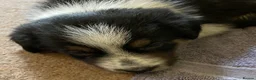 Border Collie dogs for sale: Border Collie Puppies Tri Colour - Advert 2