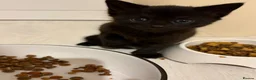 Mixed Breed cats for sale: 2 kittens for sale  in Sittingbourne - Advert 2