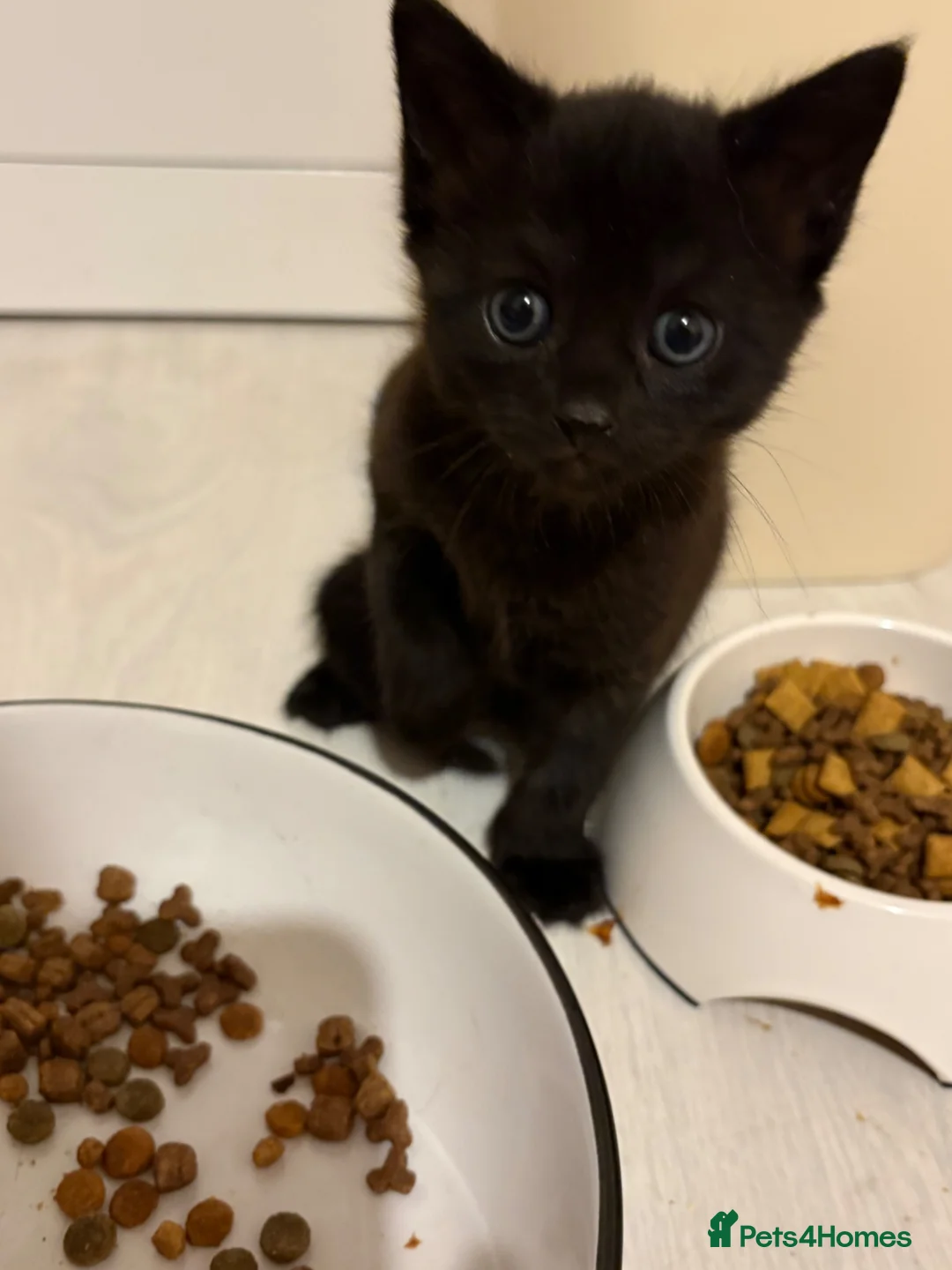 Mixed Breed cats for sale: 2 kittens for sale  in Sittingbourne - Advert 2