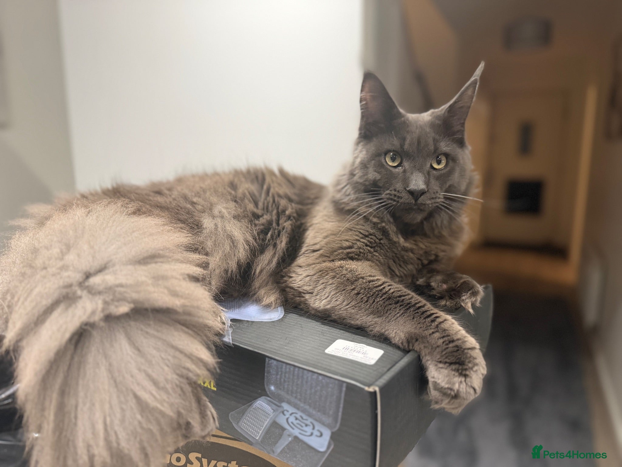 Maine Coon cats Prince  - Advert 2