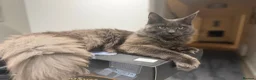Maine Coon cats for sale: Prince  - Advert 1
