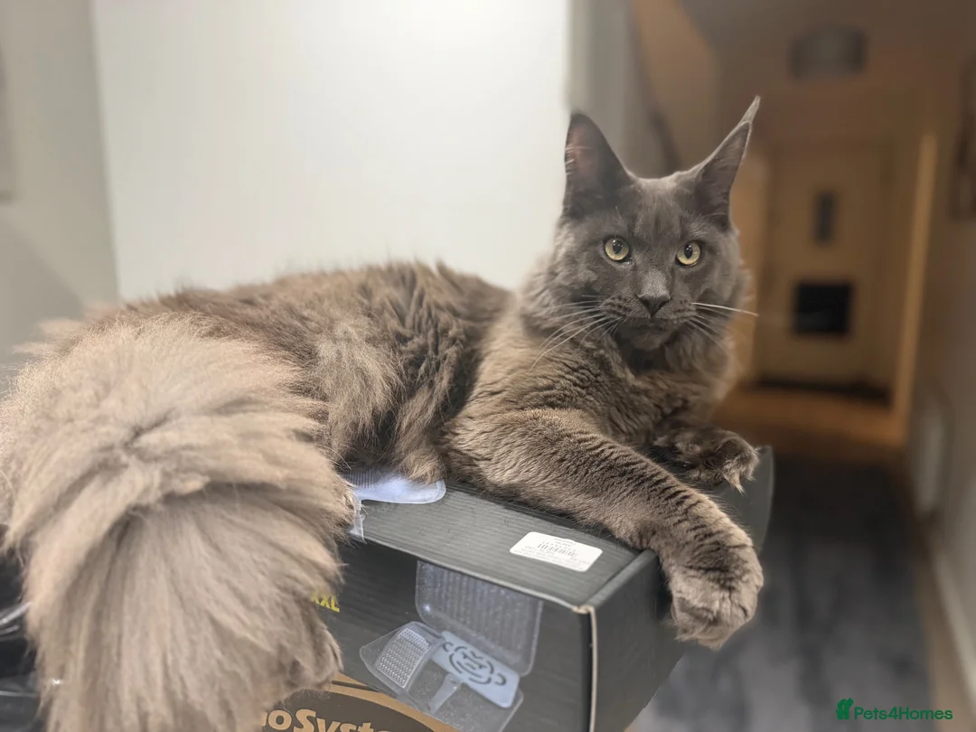 Maine Coon cats for sale: Prince  - Advert 1