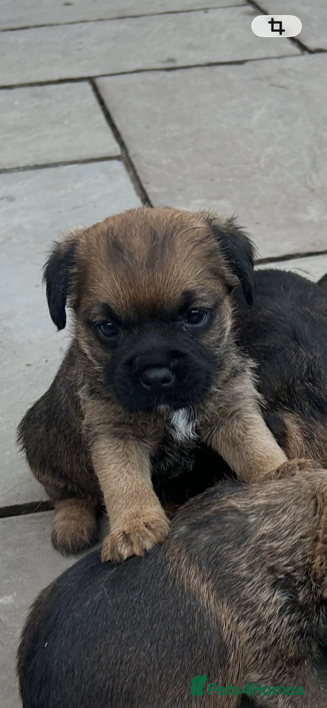 Border Terrier dogs for sale: Border Terrier puppies for sale SLEM Clear OXCROFT - Advert 2