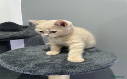British Shorthair cats for sale: British shorthair  - Image 6
