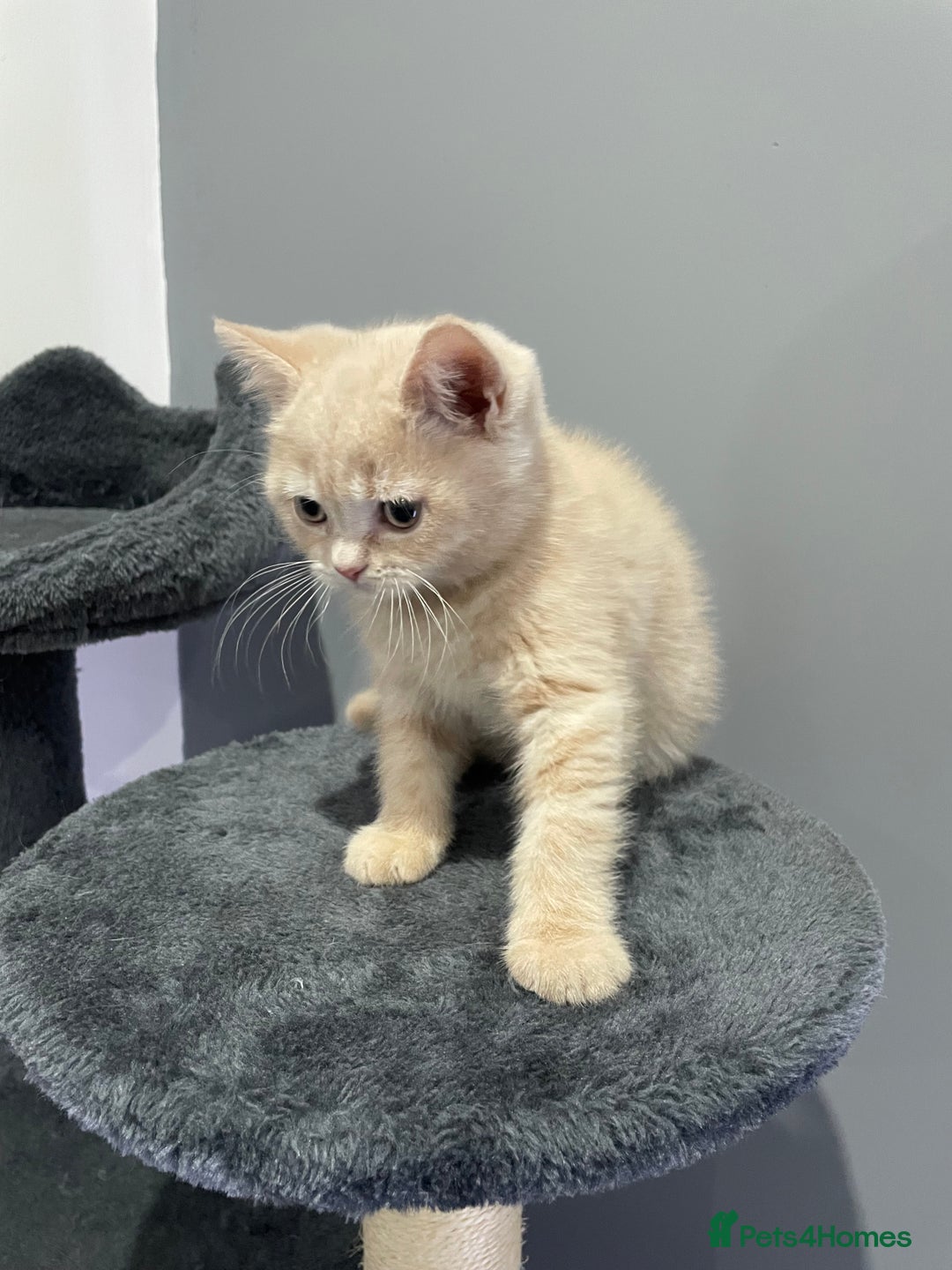 British Shorthair cats for sale: British shorthair  - Image 6