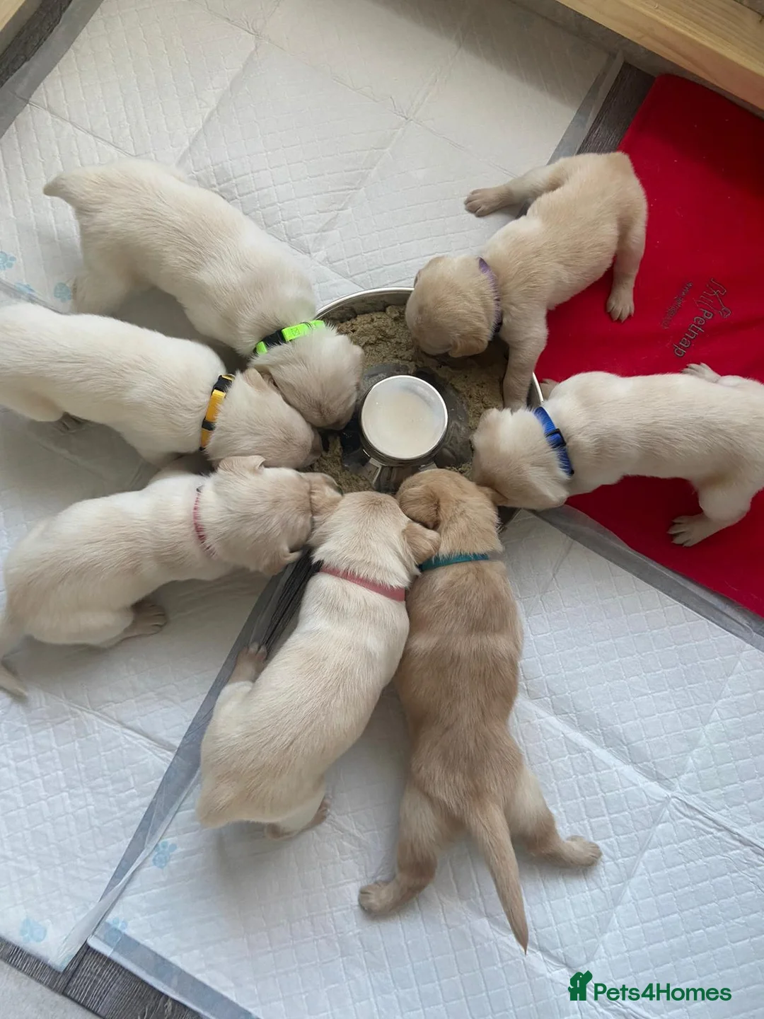 Labrador Retriever dogs for stud: Purple Genie (Duke)  Well proven stud in West Bromwich - Advert 18