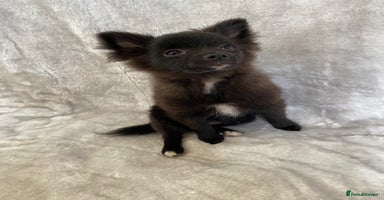 Pomeranian dogs - Advert 3