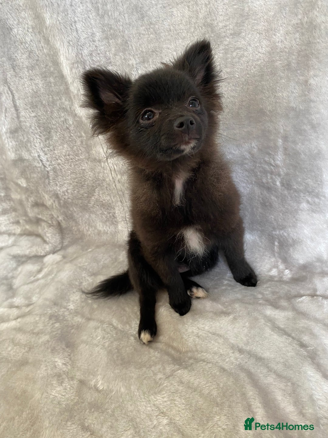 Pomeranian dogs for sale: 💕Beautiful Black Pomeranian Girl💕 - Image 3