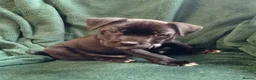 Staffordshire Bull Terrier dogs for sale: Only one stunning Boy available. - Advert 7