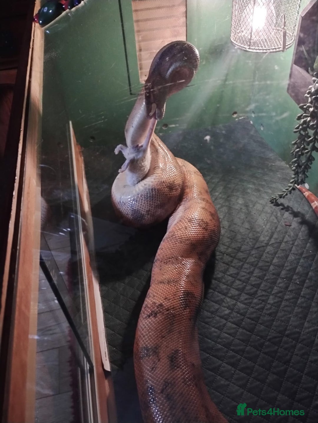 Boa Snake reptiles for sale: Short tailed boa and full setup - Image 2