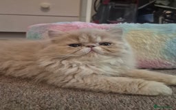 Persian cats for sale: 🩵Amazing persian boy 🩵 - Image 5
