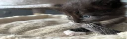 Mixed Breed cats for sale: Long‑Haired Ragdoll Cross Tortoiseshell Kittens - Advert 14