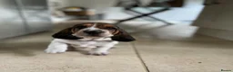 Basset Hound dogs for sale: Basset Hound Puppies - Advert 6