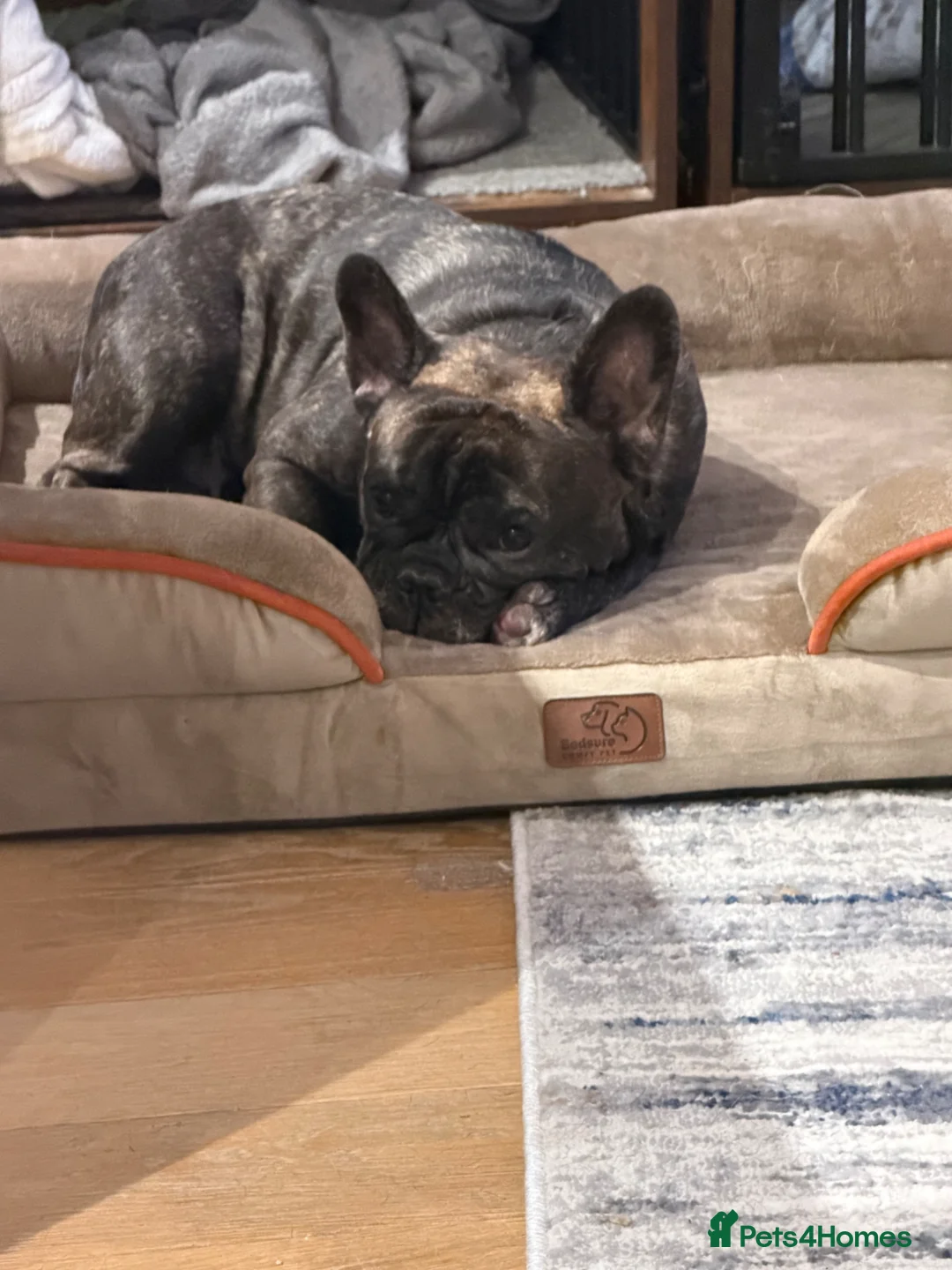 French Bulldog dogs for sale: Looking for forever home  in Heathfield - Advert 2