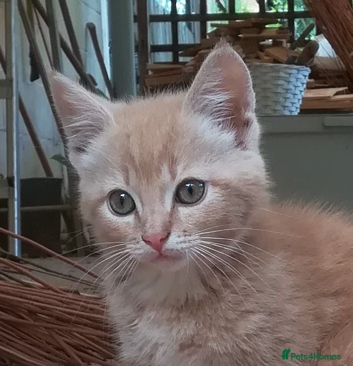 Mixed Breed cats AMAZING, BEAUTIFUL, CLEVER, HEALTHY KITTENS - Advert 2