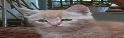 Mixed Breed cats for sale: ONLY ONE AMAZING, BEAUTIFUL, CLEVER, KITTEN LEFT - Advert 8