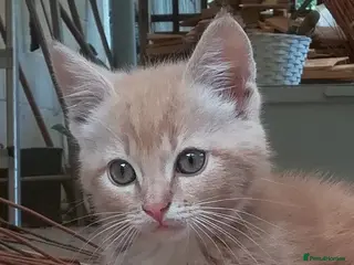 Mixed Breed cats AMAZING, BEAUTIFUL, CLEVER, HEALTHY KITTENS - Advert 2