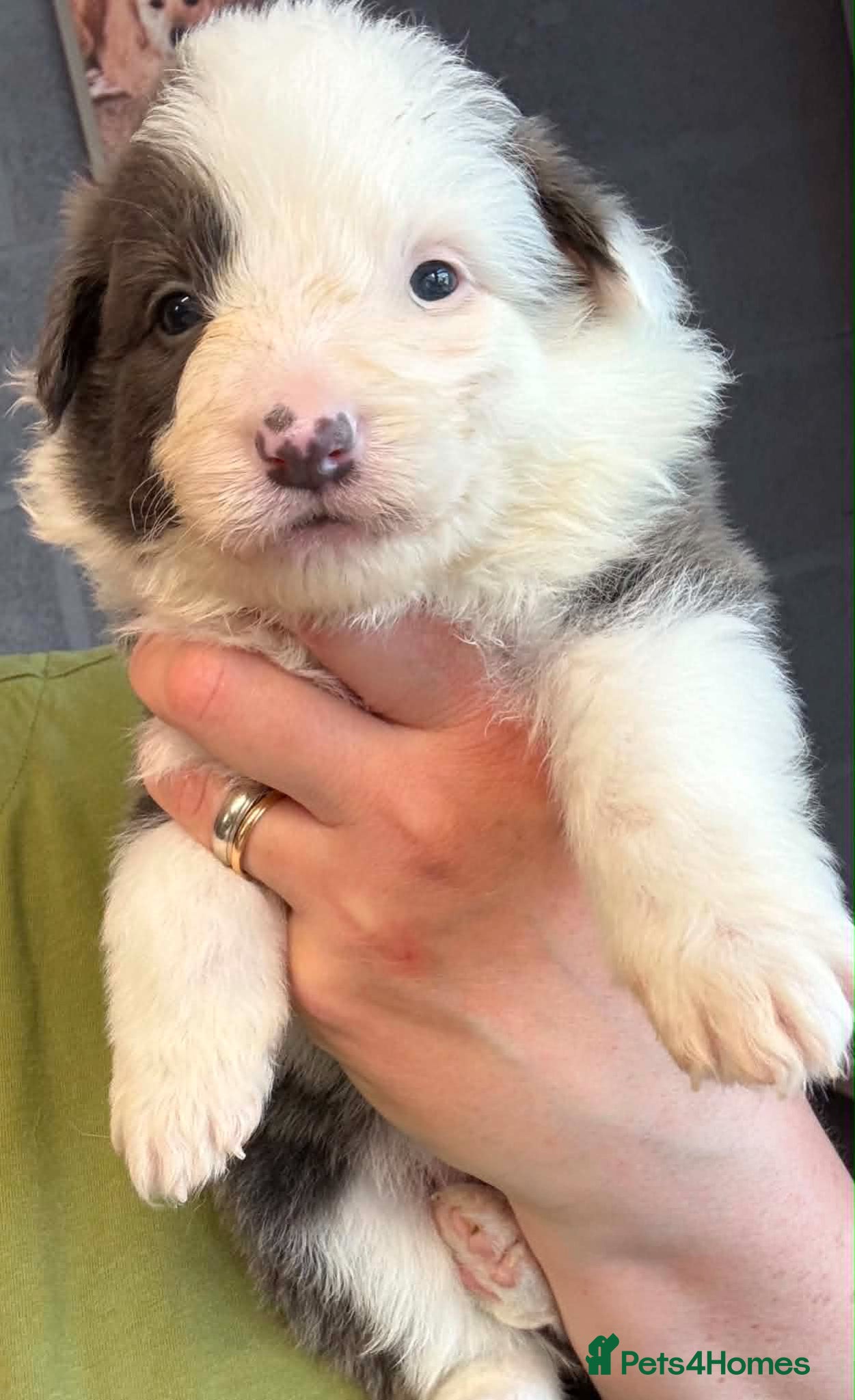 Border Collie dogs Outstanding Border Collie Puppies - Advert 2