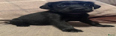 Puppy 5
