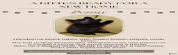 Mixed Breed cats for sale: A KITTEN READY FOR NEW FAMILY HOME.  in Swindon - Advert 5