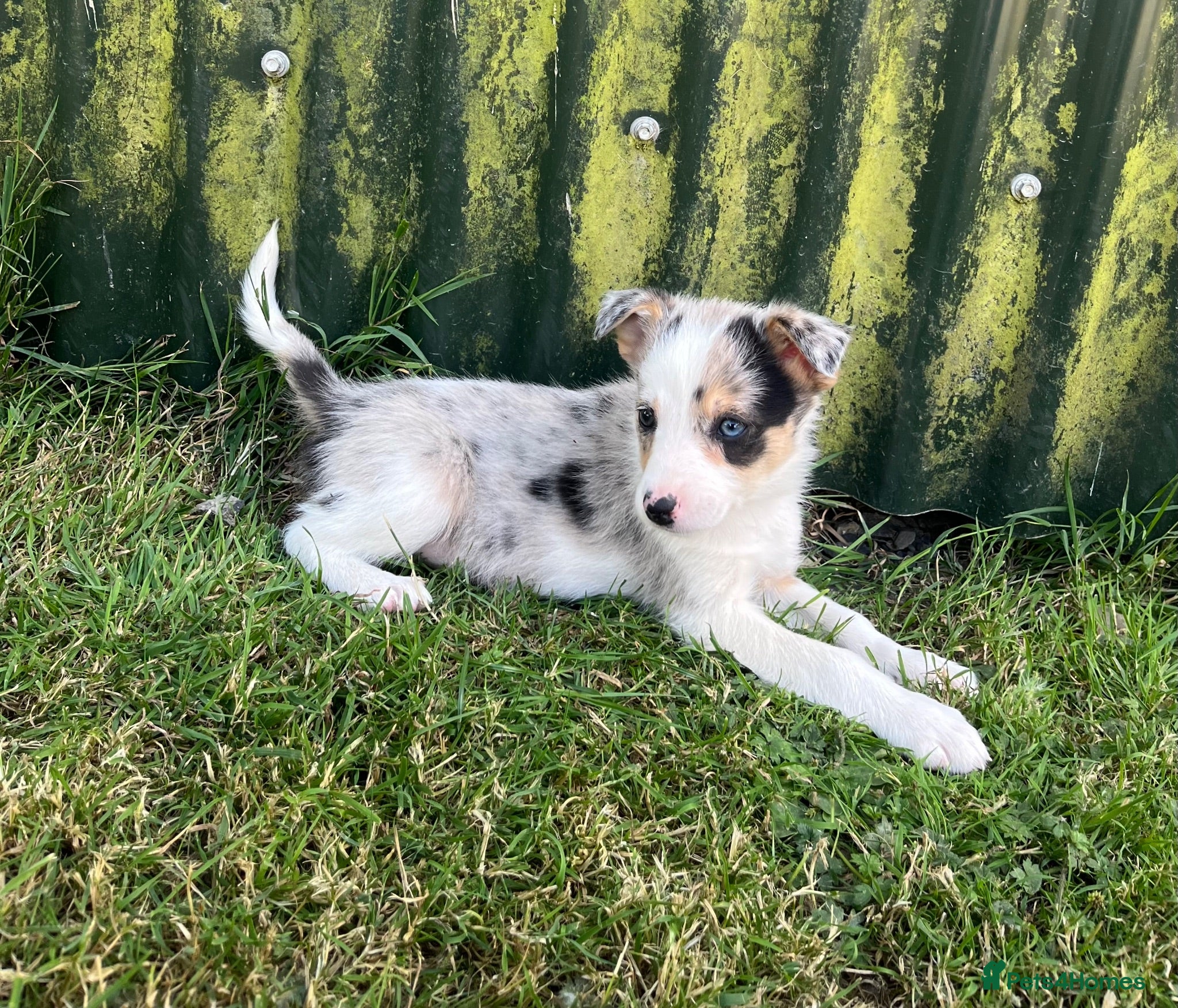 Border Collie dogs Merle collies ready Aug 3rd - Advert 1
